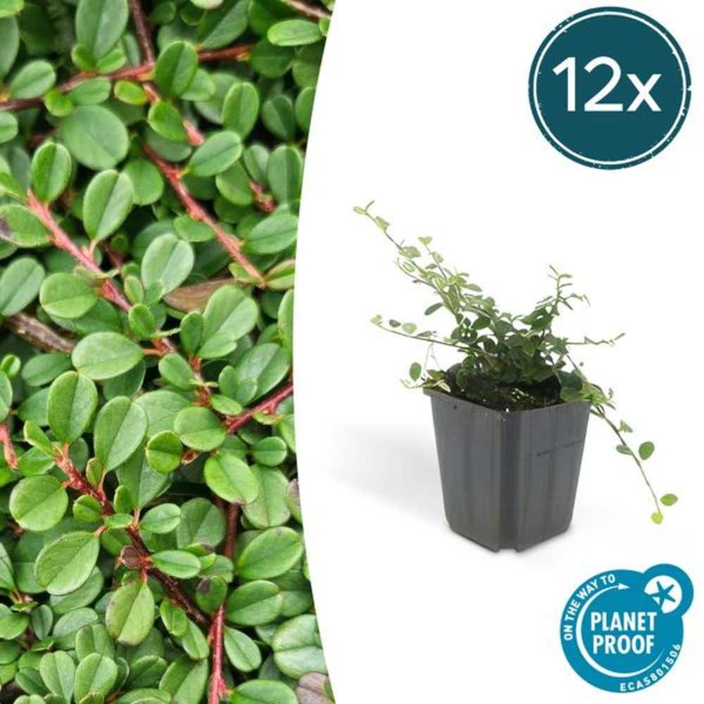 Cotonéaster de dammer 'streib's findling' x12 – entre 0,75 et 1m2