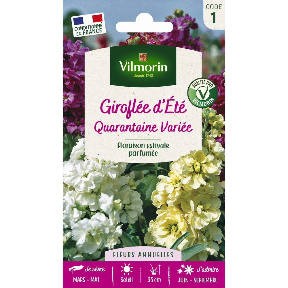 Giroflée d'eté quarantaine variée
