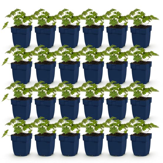 Géranium vivace 'rozanne' - lot de 24 - pot 11 cm - hauteur 25 cm - plante d'extérieur