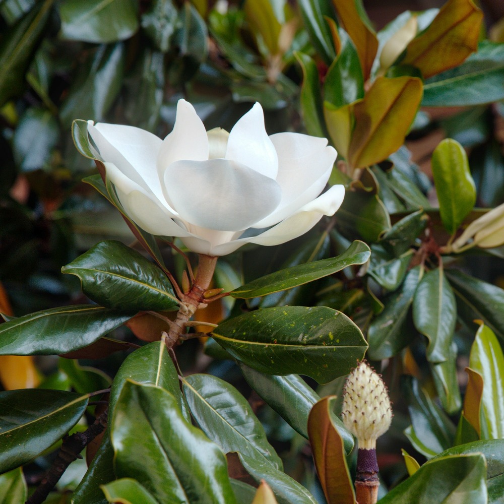 Magnolia grandiflora little gem - le pot / ø 9cm / hauteur livrée 10-20cm