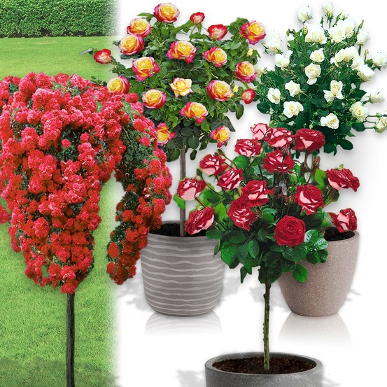 Lot de 4 rosiers sur tige - 120 cm - pour pots et pleine terre - idéal pour balcon, terrasse, petit jardin