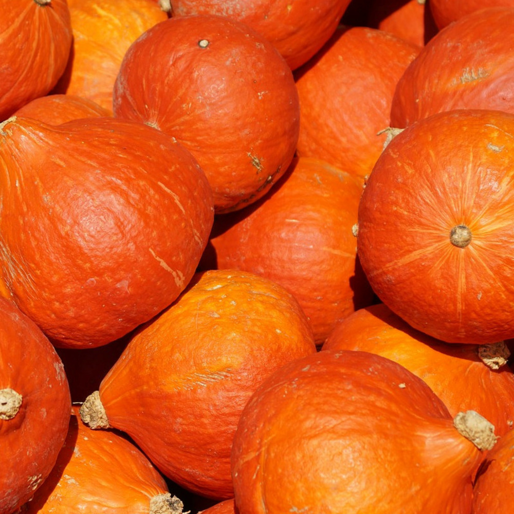 Graines de potimarron rabea hf1 - vilmorin sachet