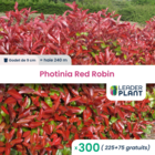 300 x photinia red robin en godet