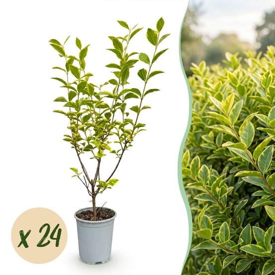 Troène aureum - lot de 24 - pot 9 cm - hauteur 35-45 cm