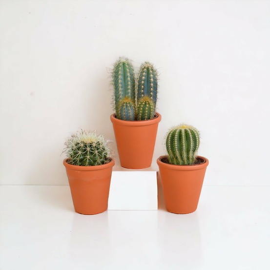 Coffret cadeau cactus et ses caches-pots terracotta - lot de 3 plantes, h18cm