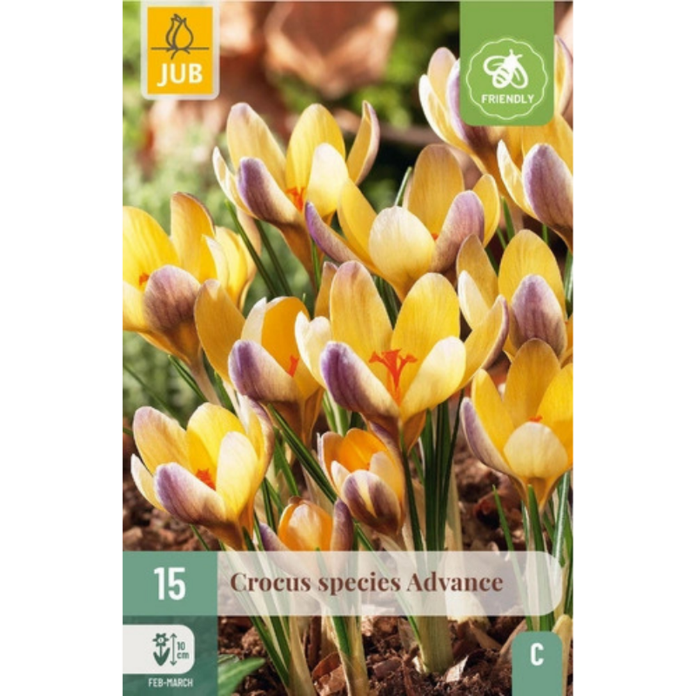 15 bulbes de fleurs crocus species advance jaune