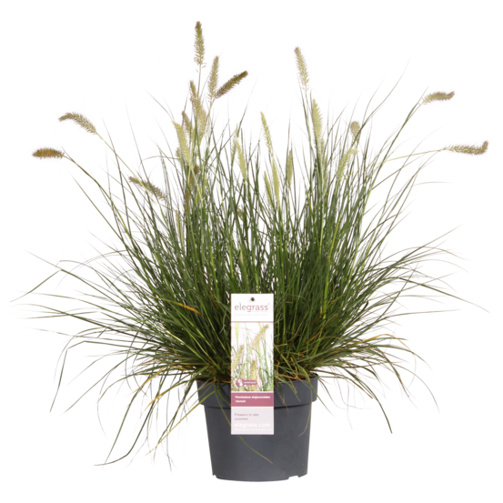 Pennisetum alopecuroides 'hameln' - h40 cm - ø19 cm