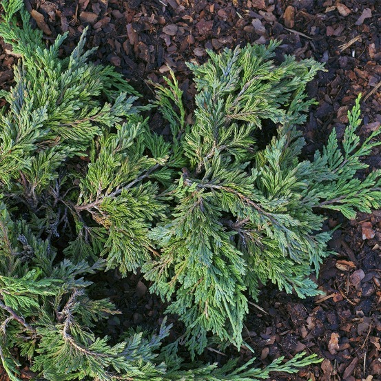 Genévrier horizontal - juniperus horizontalis jade river pot de 2l/3l
