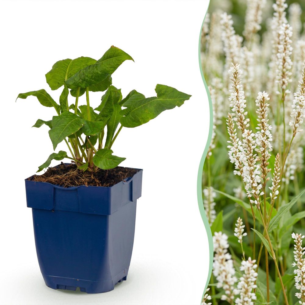 Renouée 'alba' - lot de 3 - pot 11 cm - hauteur 25 cm
