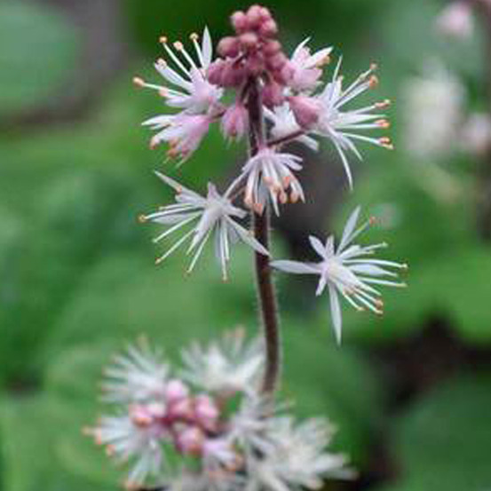 6 x tiarelle cordifoliée 'oakleaf' - tiarella cordifolia 'oakleaf' - godet 9cm x 9cm