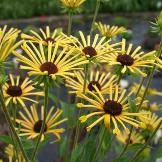 Rudbeckia henry eilers godet - 5/20 cm