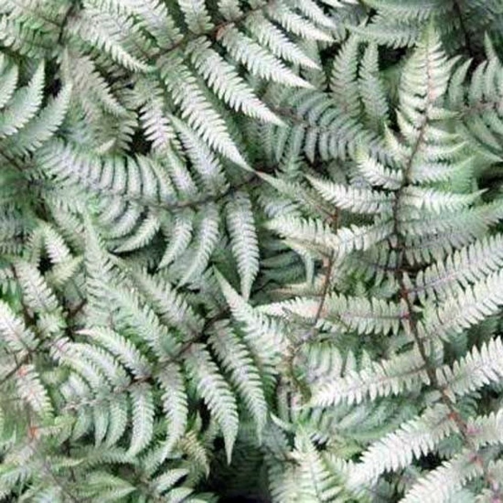 Athyrium niponicum 'burgundy lace' godet de 8/9 cm
