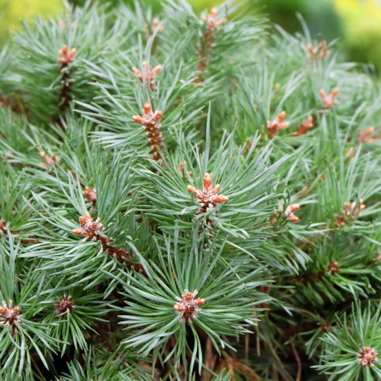 Pin sylvestre martham - pinus sylvestris martham 20/25cm pot 8l