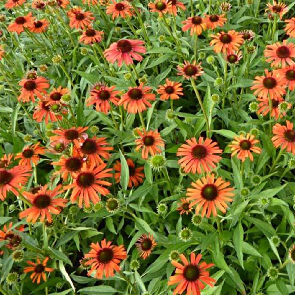 Rudbeckia pourpre 'butterfly orange skipper' godet de 8/9 cm
