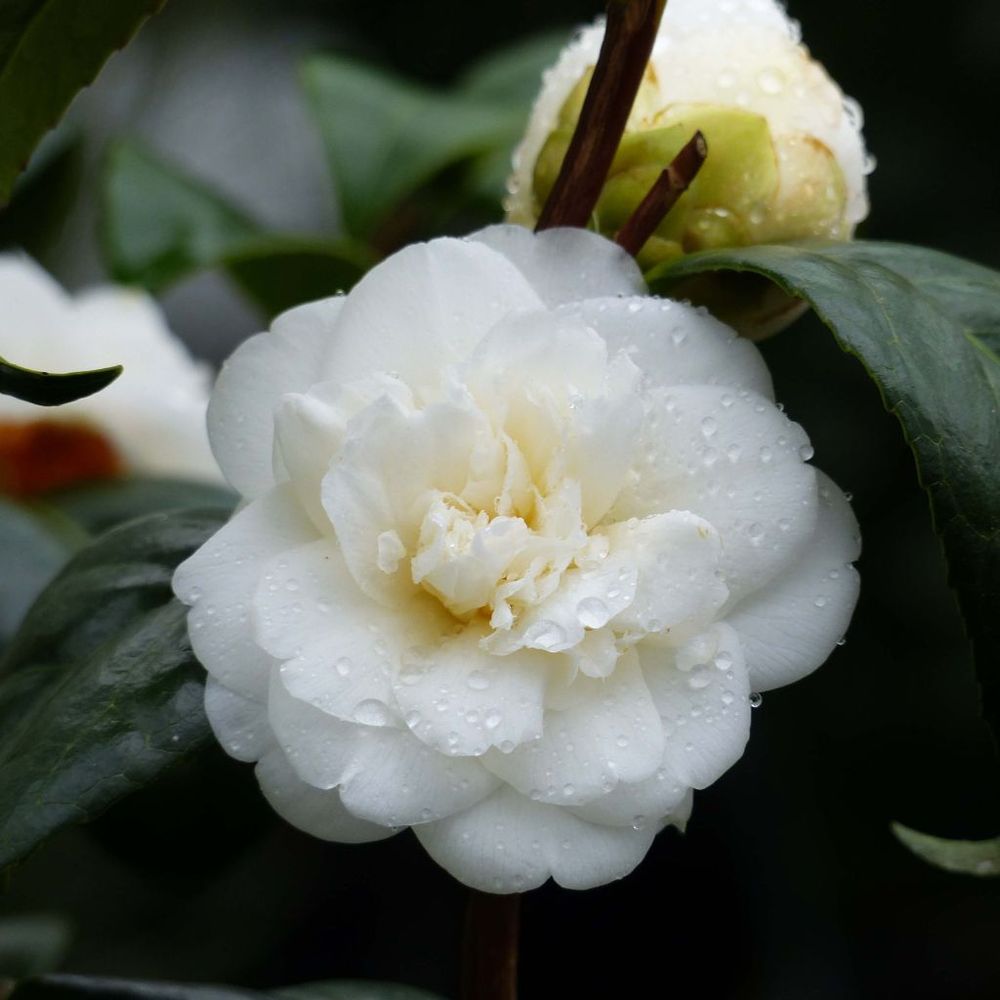 Camélia du japon 'nobilissima ' pot de 4l/5l