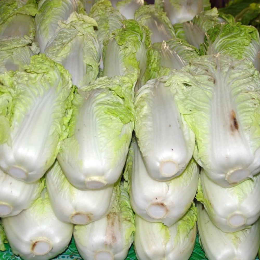 Plants de chou chinois pet sai yuki hf1 barquette de 6 mottes