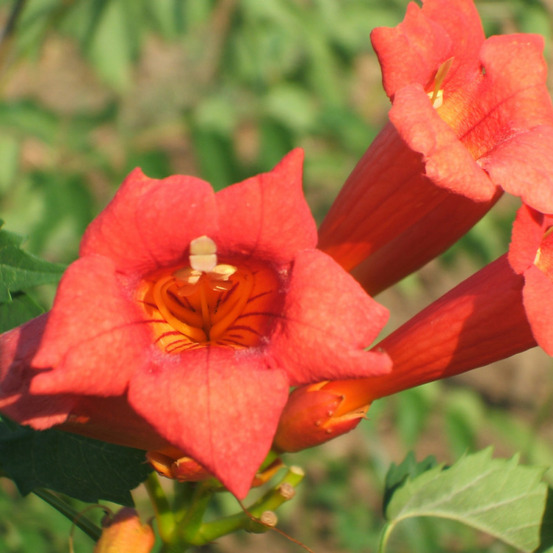 Bignone tango® 'huidan' pot de 1l - 30/60 cm