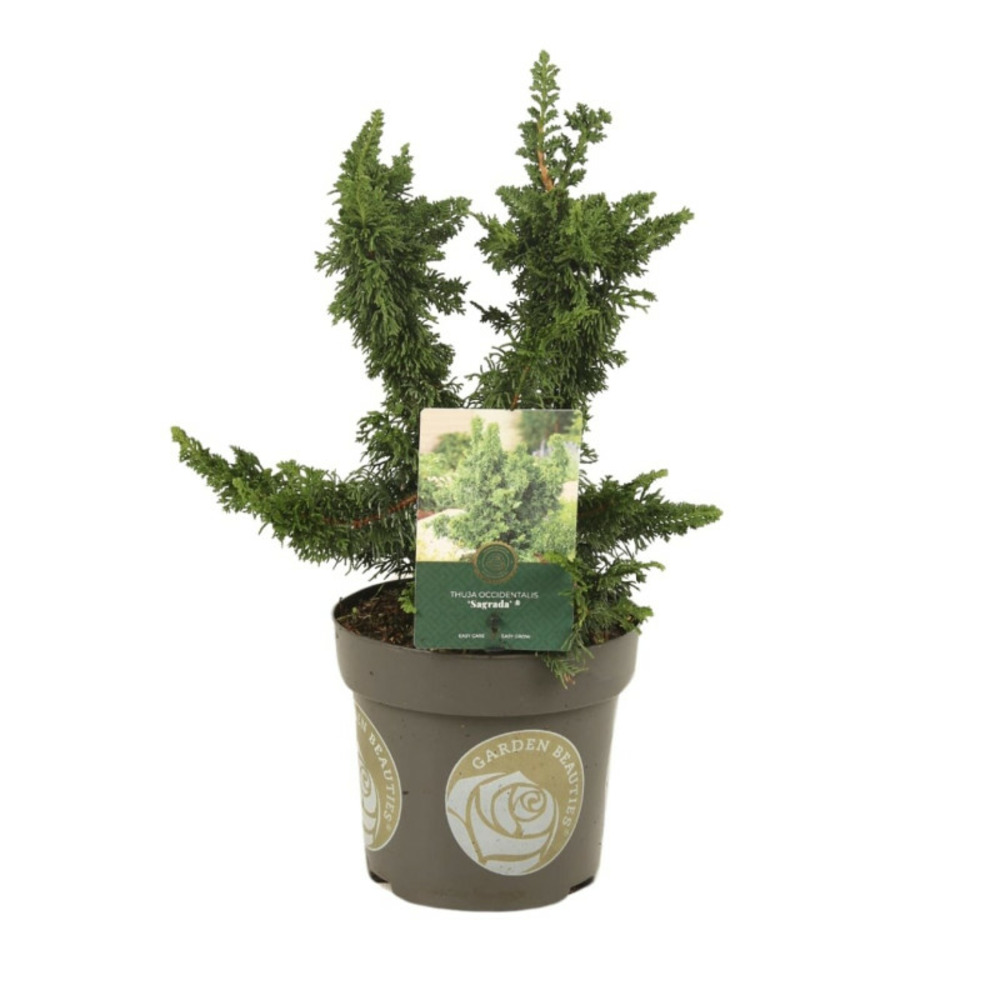 Thuya occidental sagrada - thuja occidentalis sagrada 25/35cm pot 2,5l