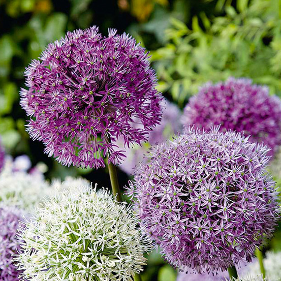 Mélange de 15 - allium fantasia - look - oignon ornemental - pousse jusqu'à 70-90 cm