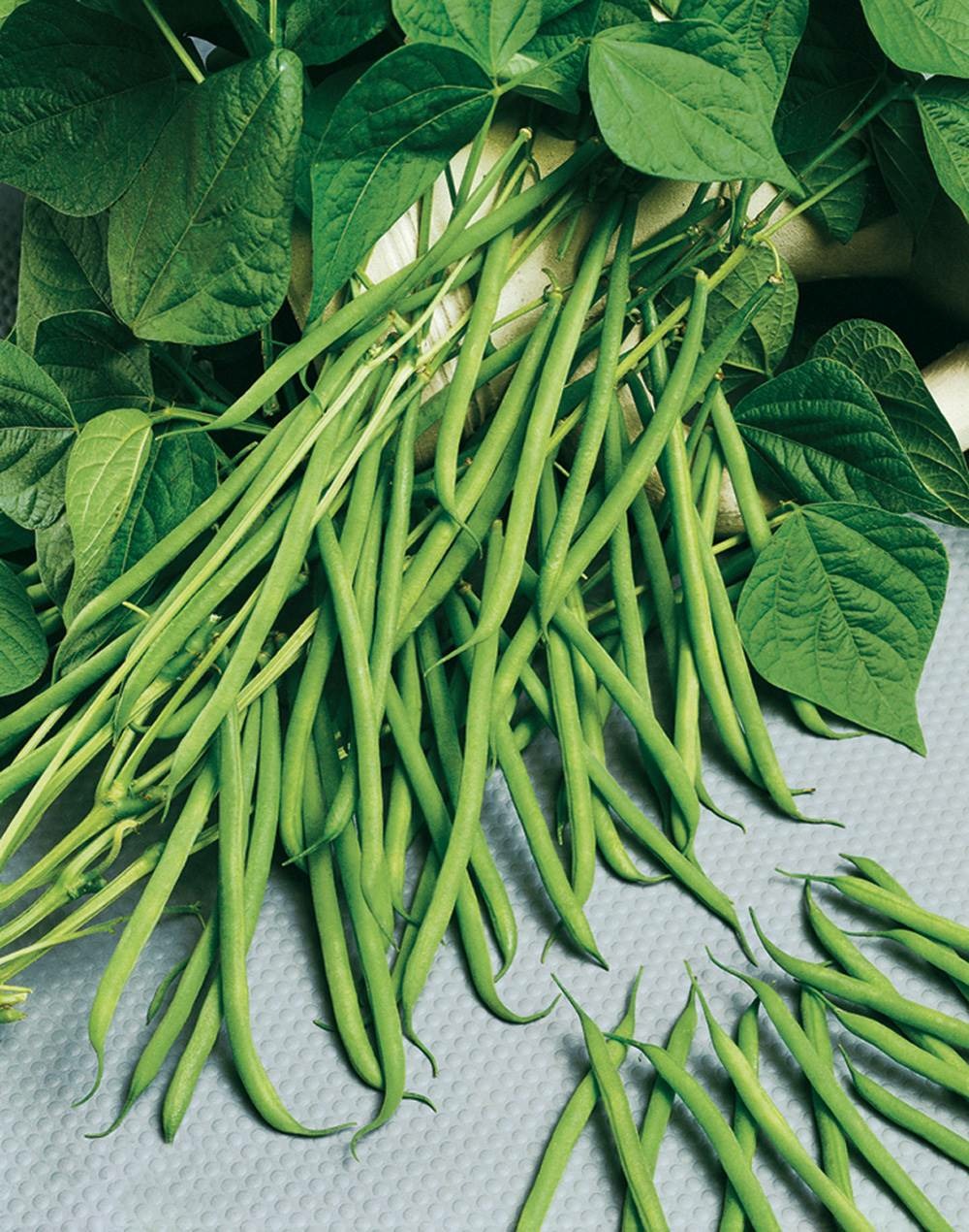 Haricot nain argus - 150 g