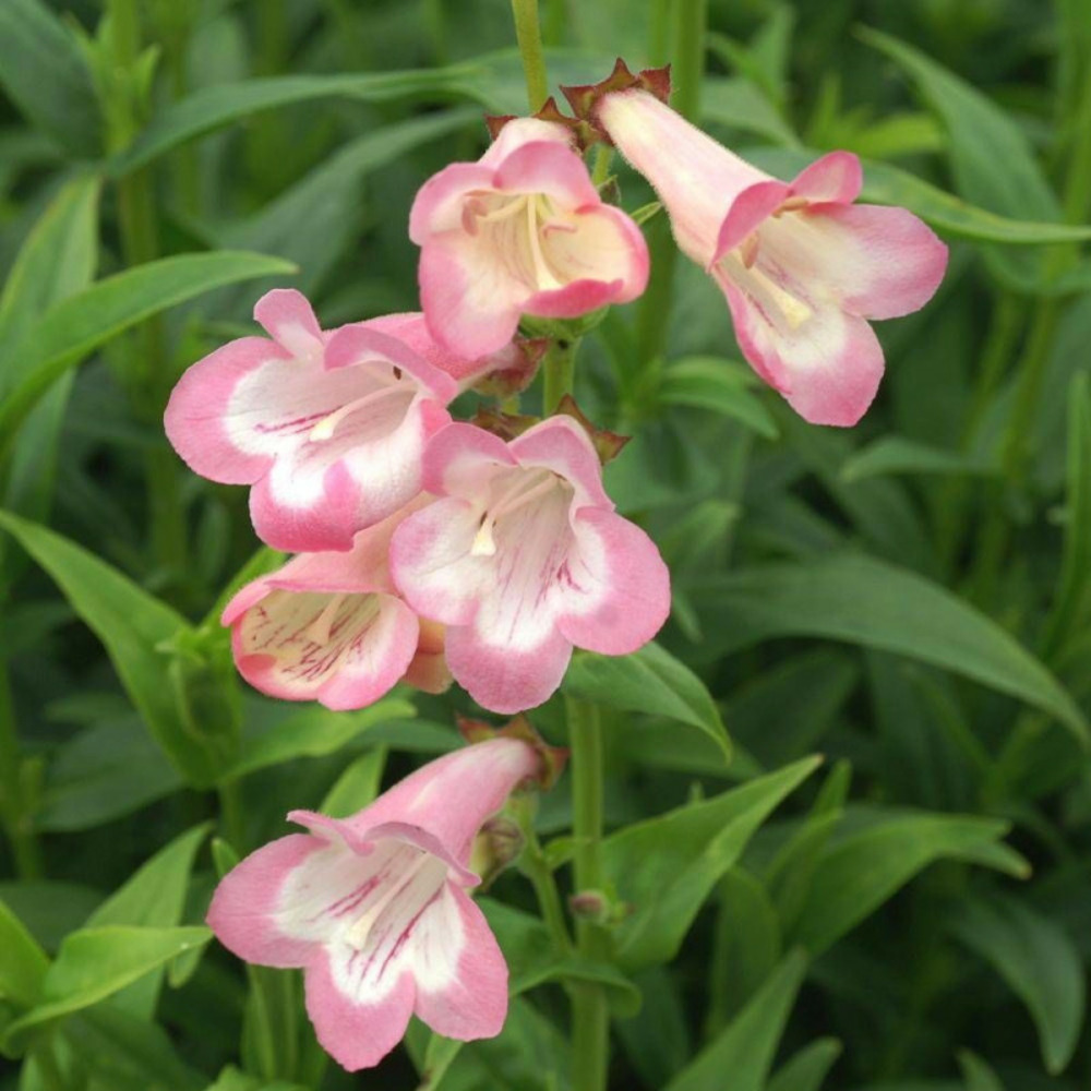 Penstemon fujiyama lot de 3 godets