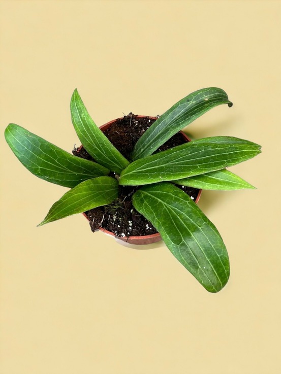 Hoya soligamiana
