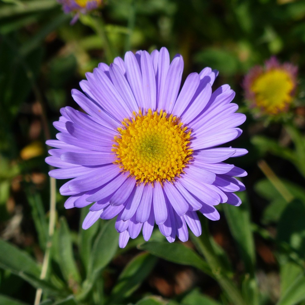 Aster des alpes dunkle schöne - le pot / ø 9cm