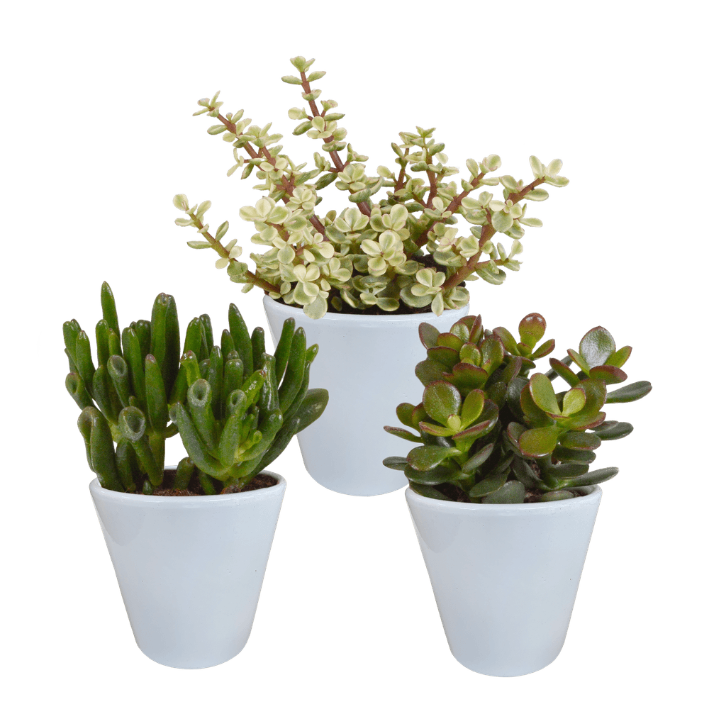 3x mélange de crassulas - en pot blanc - ø9,5cm - ↕18cm - plante d’intérieur