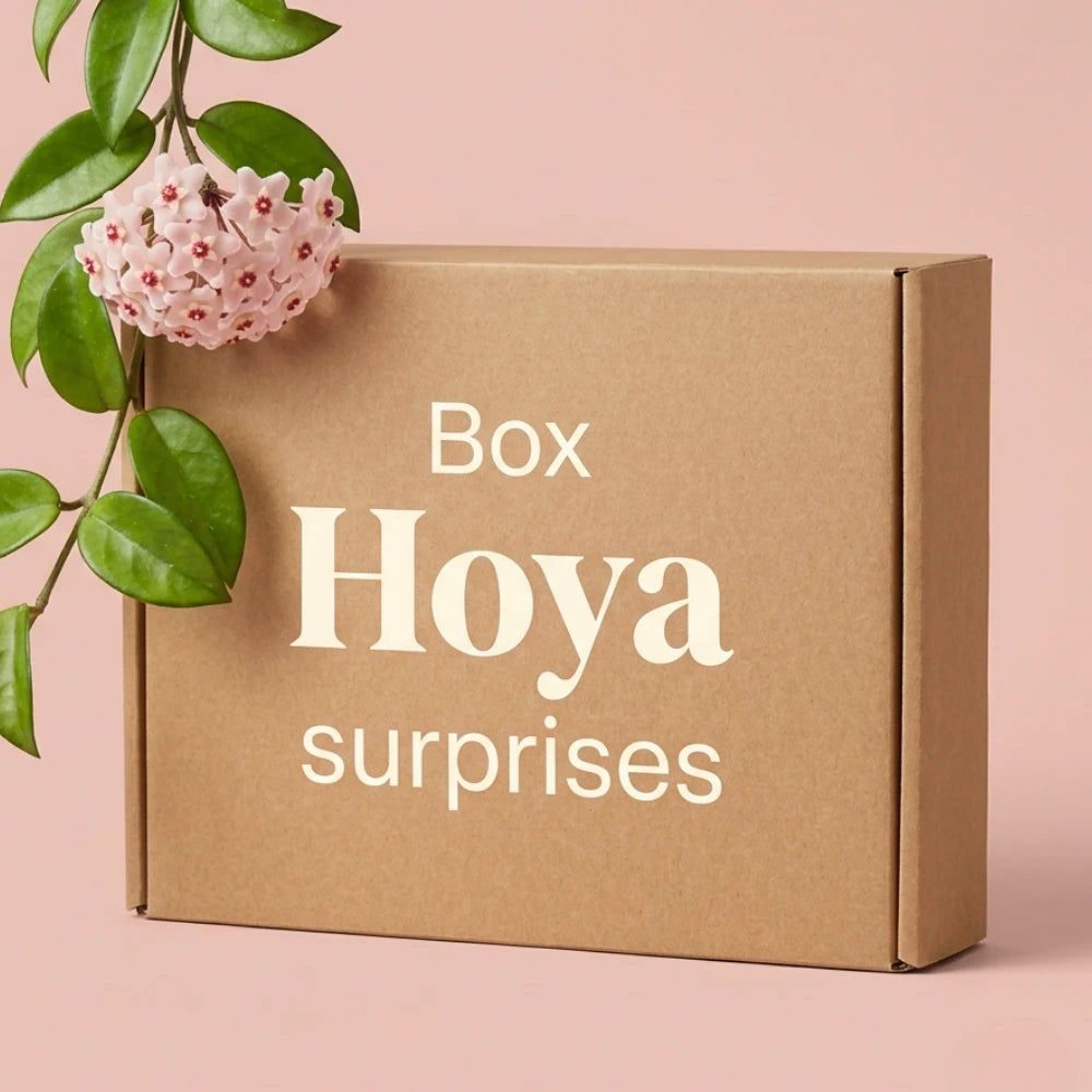 Box hoya mystères - box hoya surprises - pack hoya découverte - 3 hoya surprises