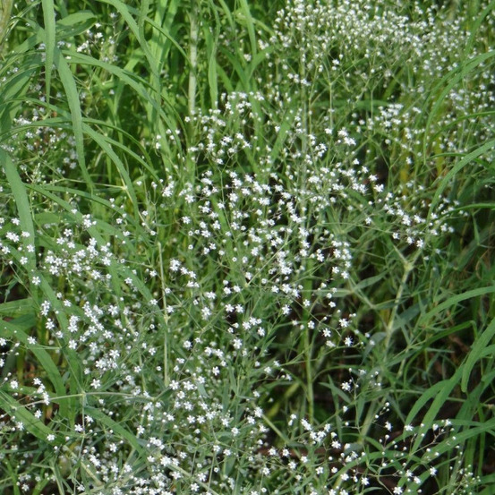 Gypsophile paniculée lot de 9 godets
