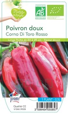 Poivron corno di toro rosso  -plant ab  en  pot 0.5 l- plante du jardin