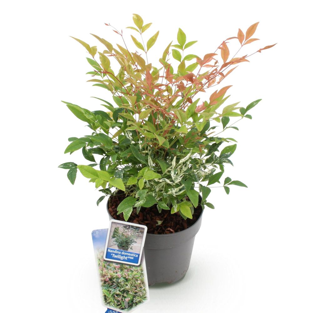 Bambou sacré 'twilight' - pot 17 cm - hauteur 40 cm - plante d'extérieur