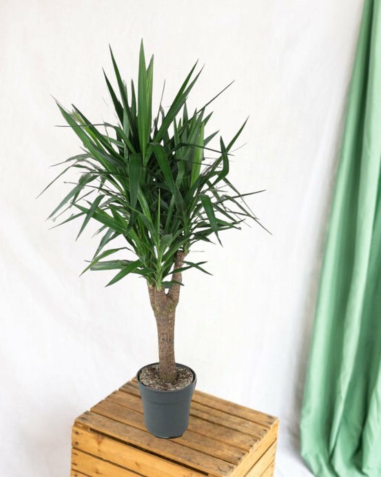 Dracaena draco 140cm - plante d'intérieur