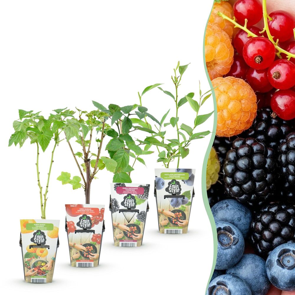 Groseillier - lot de 4 - pot 9 cm - hauteur 35 cm