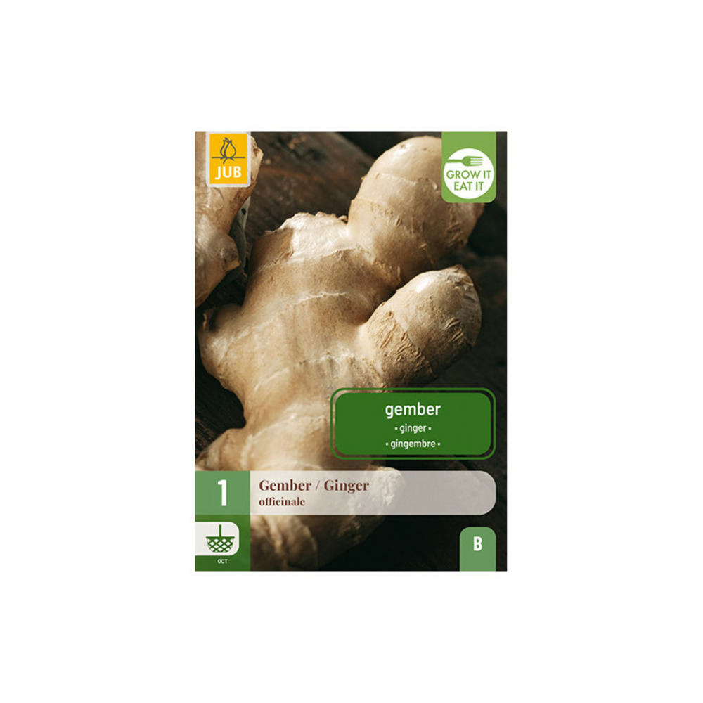 1 plant de gingembre officinale