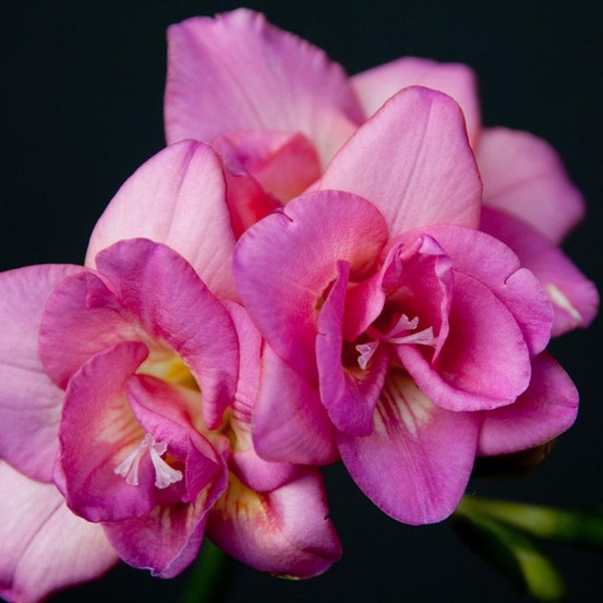 Freesia 'double rose' bulbe calibre 4+ (par 20)