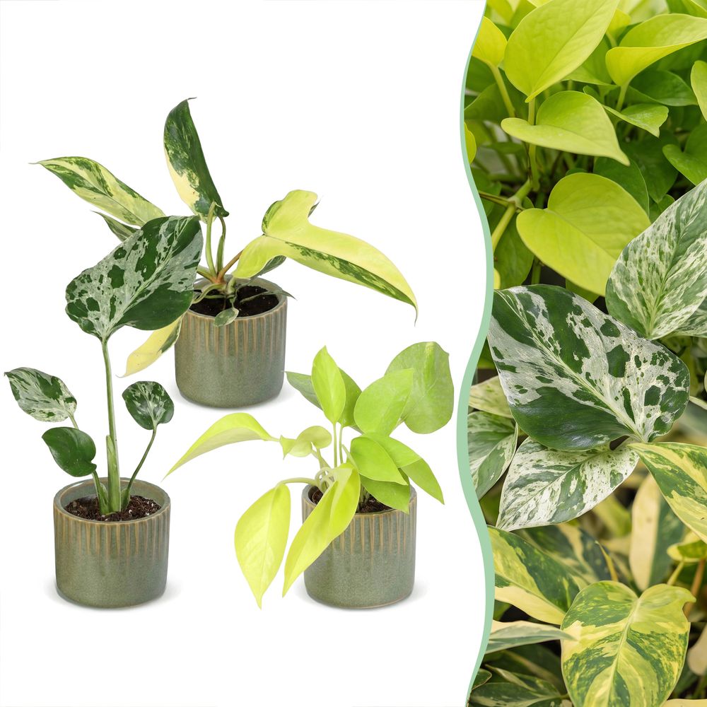 Baby tropical avec cache-pots linnea olive - monstera, philodendron florida beauty et neon - lot de 3 - pot ø6 cm