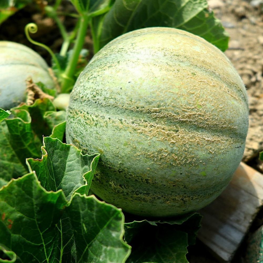 Graines de melon petit gris de rennes - vilmorin sachet