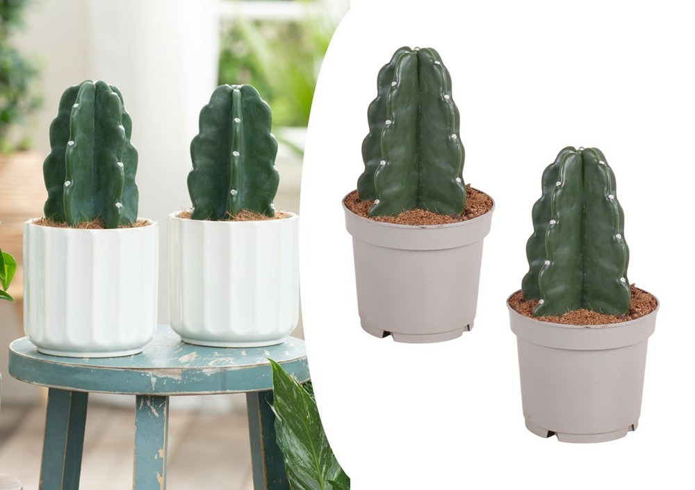 Cereus jamacaru - cactus 'cuddly' - set de 2 - pot 12cm - hauteur 25-30cm