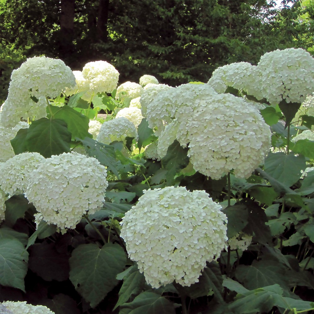 Hortensia de virginie 'incrediball'® pot de 2l/3l, buisson, 3 /5 branches