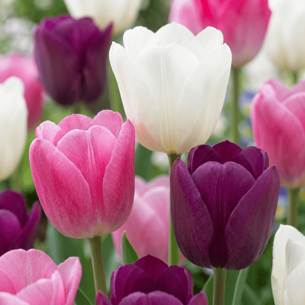 Tulipe pastel en mélange (tulipa) - floraison printanière - gros calibre (11/15) - 35 bulbes