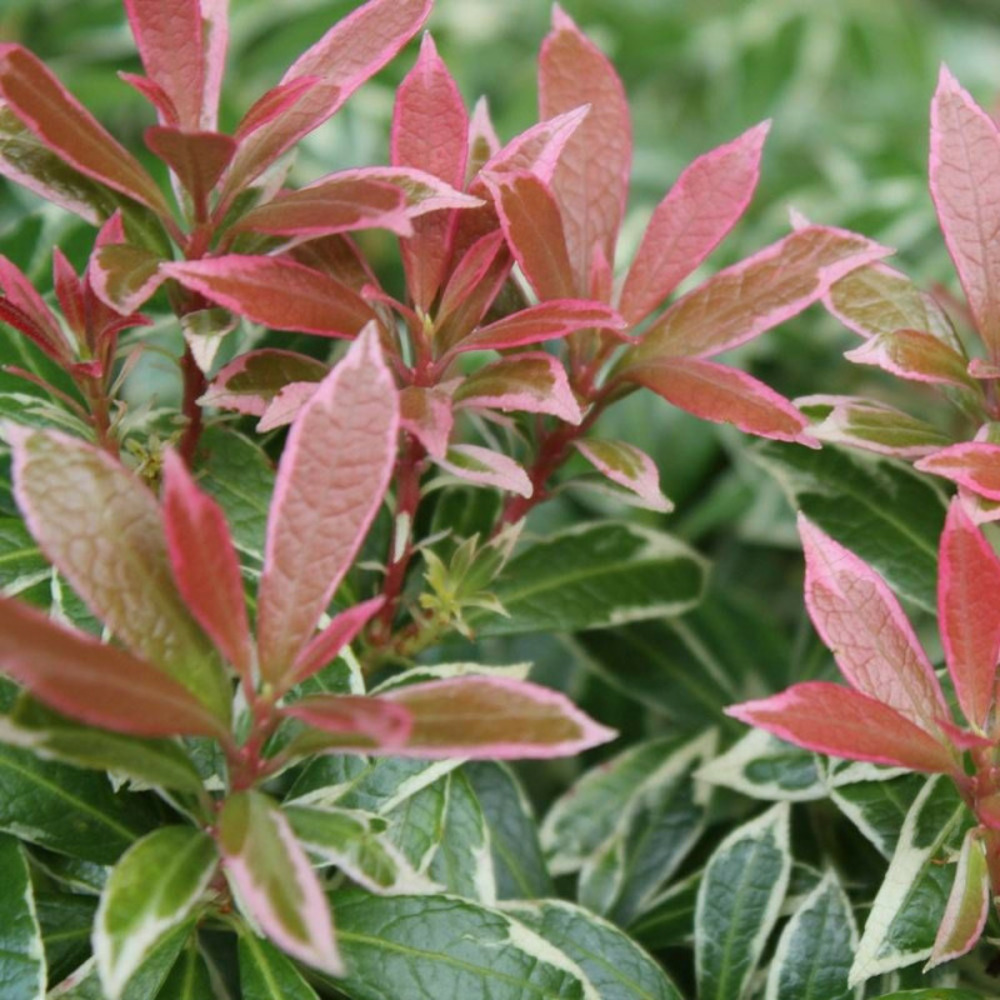 Andromède du japon flaming silver, pieris pot de 3l - 20/40 cm