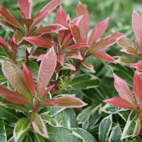 Andromède du japon flaming silver, pieris pot de 3l - 20/40 cm