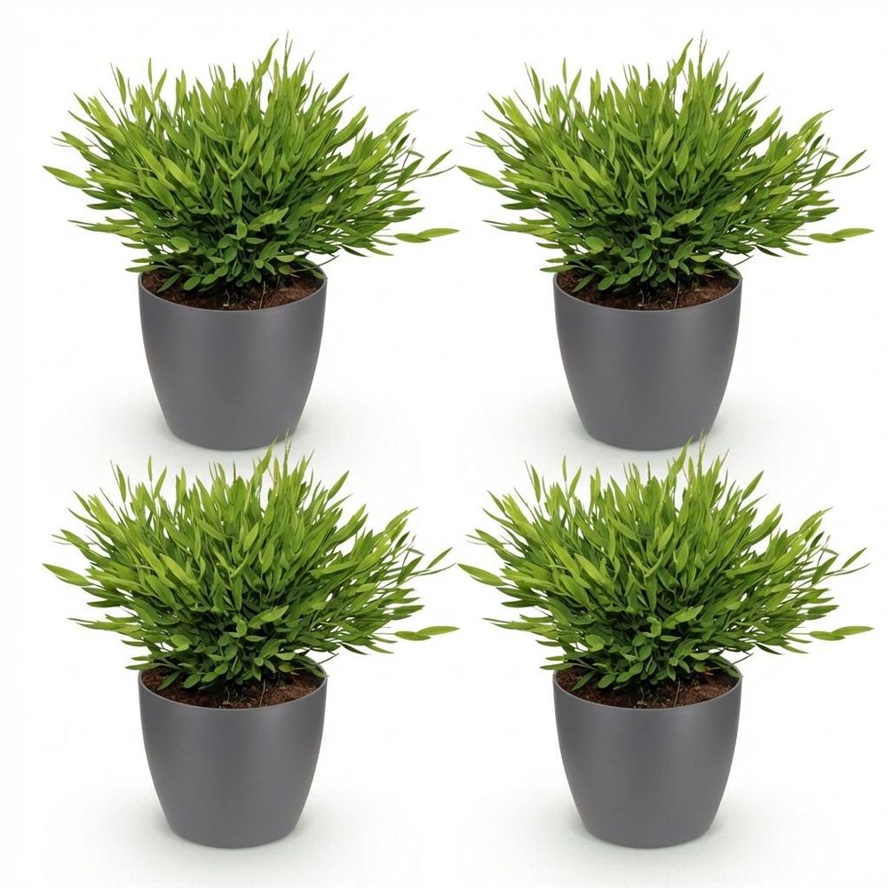 Bamusa pogonatherum monica - pet-friendly - bambou miniature - pot de 12cm - hauteur 20cm