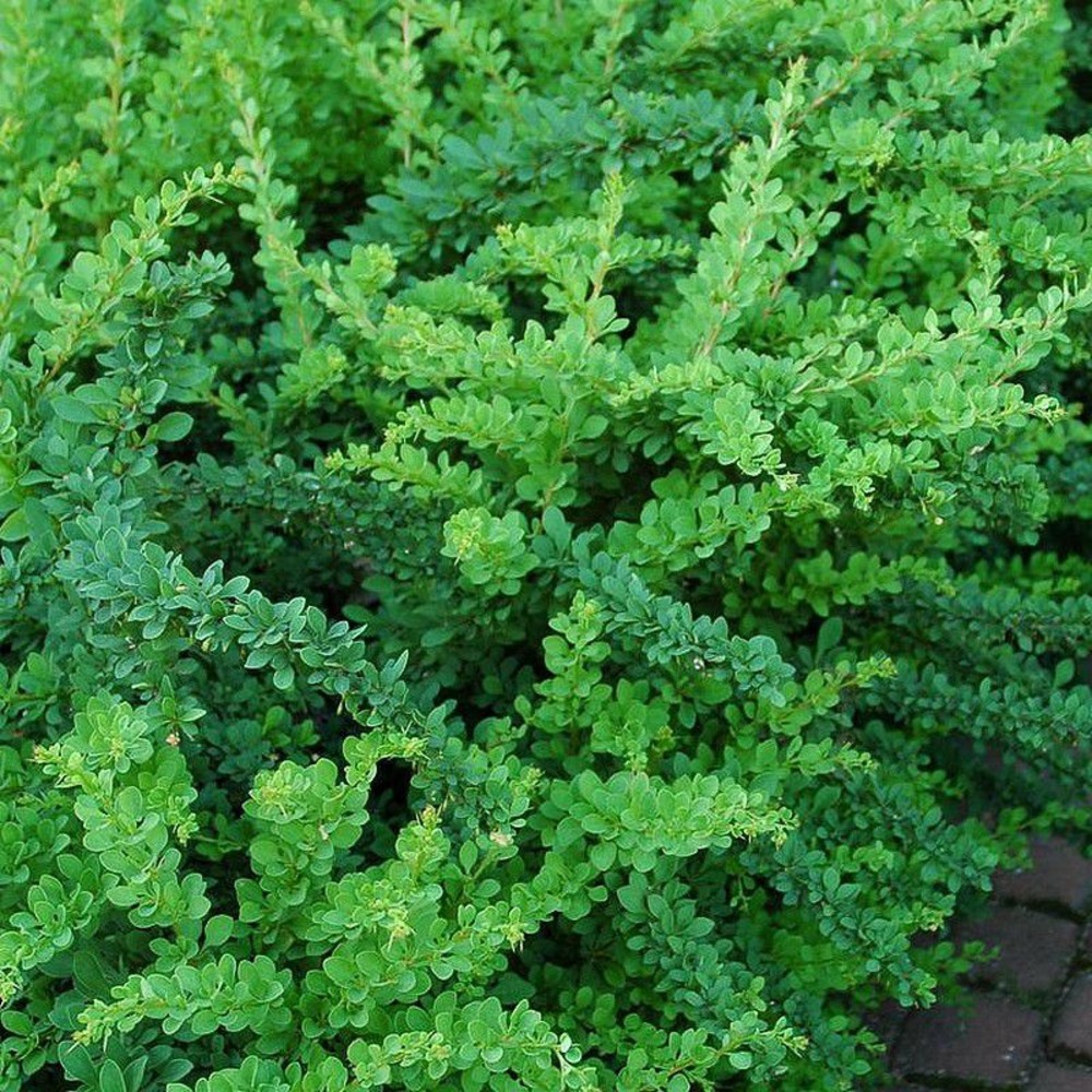 2 x épine-vinette de thunberg - berberis thunbergii 'green carpet'  - 25-30 cm pot