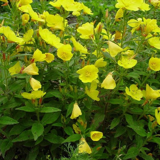 6 x œnothère - oenothera fruticosa 'sonnenwende' - godet 9cm x 9cm