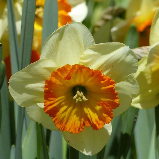 Narcisse 'berlin' bulbe calibre 12+ (par 5)