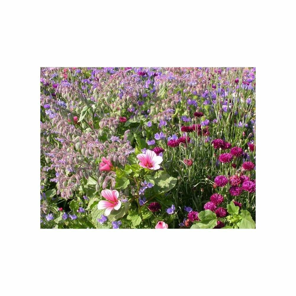 Fleurs annuelles tapis médiéval