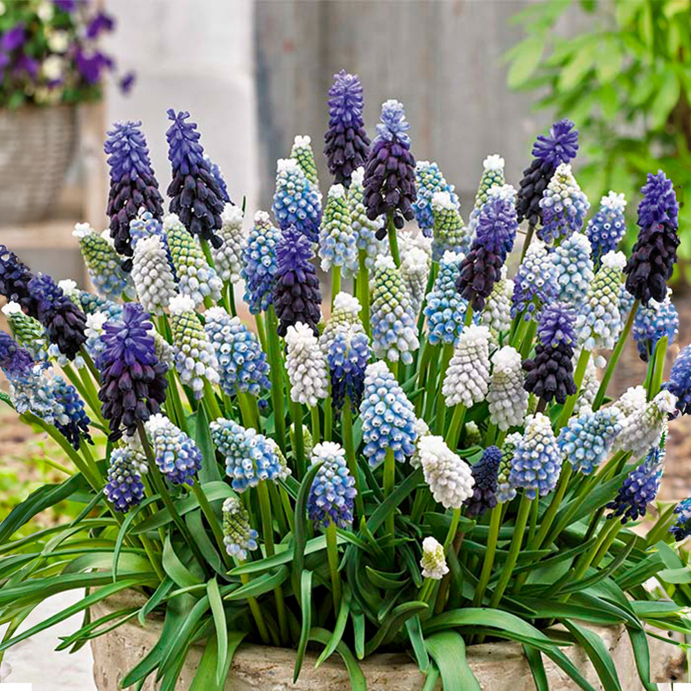 Mélange de 50 - mélange muscari - jacinthe de raisin - raisins bleus - pousse jusqu'à 10-15 cm