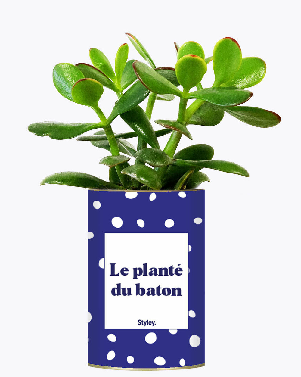 Plante personnalisée - le planté du baton - cactus